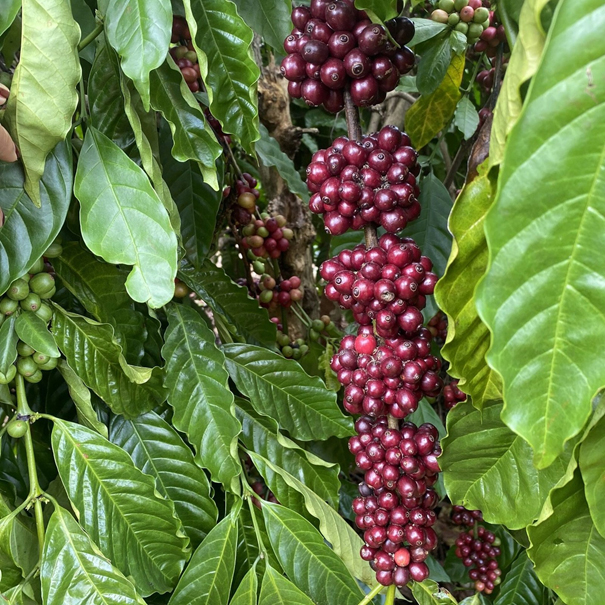 세계 2위 베트남 커피 원두 수출 전략과 한국의 스마트 수입 전략